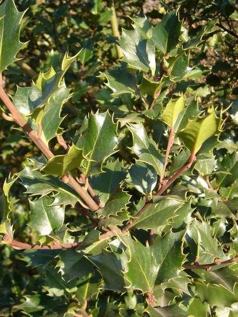 Ilex x altaclarensis P2A
